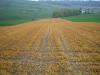 Photo for Escalating Need for Food to Fuel Higher Demand for Herbicides, Reports TMR