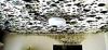 Photo for Black mold