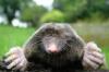 Photo for Keep your yard smooth, healthy and rodent free by availing our mole control services in St. Louis