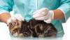 Photo for Global DNA animal vaccine Market 2016 by Manufacturers, Regions, Type and Application, Forecast to 2021
