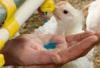 Photo for Global Live Attenuated Animal Vaccine Market Research Report 2016