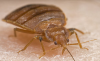 Photo for Ampm Exterminators