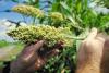 Photo for Global Agriculture Sorghum Market 2016 by Manufacturers, Regions, Type and Application, Forecast to 2021