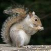 Photo for D and S Nuisance Animal Control