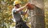 Photo for Palm Harbor Tree Pros