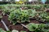 Photo for Foliar Fertilizer Market Survey - Global Industry Share, Size, Trends and Forecasts, 2016