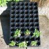 Photo for Global Germination Trays Sales Market 2016 Aerogrow, Hydrofarm, Jiffy, Viagrow, Super sprouter