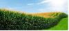 Photo for Global Agriculture Utility Adjuvants Market 2016 Production, Trends, Supply, Demand and Industry Growth by 2021