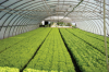 Photo for Global Greenhouse Irrigation System Market 2016 Production, Trends, Supply, Demand and Industry Growth by 2021