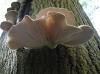 Photo for Global Pleurotus Ostreatus Market 2017 GanoFarm Sdn Bhd, Fungaia Farm