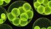 Photo for Global Microalgae Consumption Market 2016 - DIC Corporation, Cyanotech Corporation, TAAU Australia, Alltech
