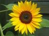 Photo for Sun Flower Health Services