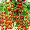 Photo for Global Bio Stimulants in Turf and ornamentals Market 2016 Production, Trends, Supply, Demand and Industry Growth by 2021
