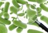 Photo for United States Probiotic Strains Market 2016 Probi, Lallemand, Danisco , Valio