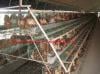 Photo for Global Poultry Processing Equipment Market Growth Till, 2016 - 2020: Reseach Beam