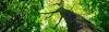 Photo for Panske Trim-A-Tree Service