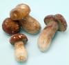 Photo for Global Frozen Mushrooms Market 2017 Growth, Analysis, Size, Trends 2022