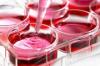 Photo for Global Cell Culture Media Market 2016 Industry, Trends, Applications, Manufacturer, Utilization, Forecast 2021