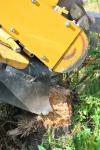 Photo for Tree Trimming Services of The Woodlands, Texas 77382