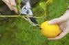 Photo for Tree pruning