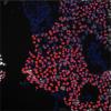 Photo for Global Stem Cell Assay Market 2016 GE Healthcare, Promega Corporation, Merck KGaA, Cell Biolabs, Hemogenix