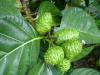 Photo for Global Morinda Officinalis How  Market 2016 Production, Capacity, Price, Growth, Share 2021