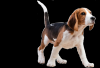 Photo for City Dogs