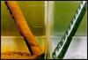 Photo for Global Corrosion Inhibitors Market 2016 Size, Share, Growth, Development Trend, Manufacturers Analysis 2021