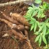 Photo for Global Cassava Market 2016 Industry Growth, Price, Revenue and market share and Analysis by 2021