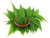 Photo for Global Neem Extracts Market 2016 Size, Share, Growth, Development Trend, Manufacturers Analysis 2021
