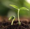 Photo for Global Plant Growth Regulators Market 2016 Industry Growth, size, Manufacturers, and Forecast Research Report to 2021