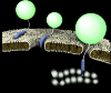 Photo for Cell-Penetrating Peptides