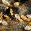 Photo for Lance Termite & Pest Control