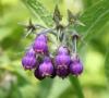 Photo for Global Allantoin Market 2016 Analysis, Forecast to 2021 by Trends, Shares, Value, Demand, Development in Manufacturing Technology
