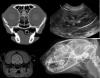 Photo for Global Veterinary Imaging Market 2016 Industry Growth, Trends, Size, Demand, Share and Analysis by 2021