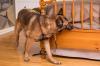 Photo for K9BedBugPros