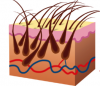 Photo for Body Hair Transplants