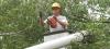 Photo for Hauser Tree Care
