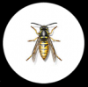 Photo for Pest control service