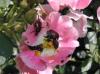 Photo for Japanese beetle control