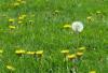 Photo for Crabgrass Control Guys