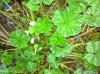 Photo for Weed Control Guys