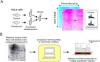 Photo for 2d dige proteomics