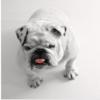 Photo for LifeTime Pets