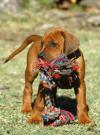 Photo for Munster Animal Hospital