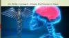 Photo for Dr. Philip Leonard Says about Veterinary Neurology