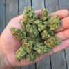 Photo for MEDICAL MARIJUANA STRAINS,HEMP OILS,HASHISH ETC ALL ON SALE AT OUR DISPENSARY(w.ripe2pipegreenplug.org)