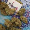 Photo for MEDICAL MARIJUANA STRAINS,HEMP OILS,HASHISH ETC ALL ON SALE AT OUR DISPENSARY(www.ripe2pipegreenplug.org)