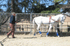 Photo for Private horse training programs