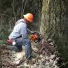 Photo for Bonnell Tree Technicians